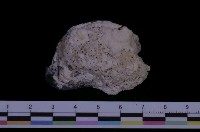 藏品(馬鞍障泥蛤)的圖片